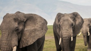 RDS for PostgreSQL / Aurora PostgreSQL のメジャーバージョンアップグレード手順と注意点